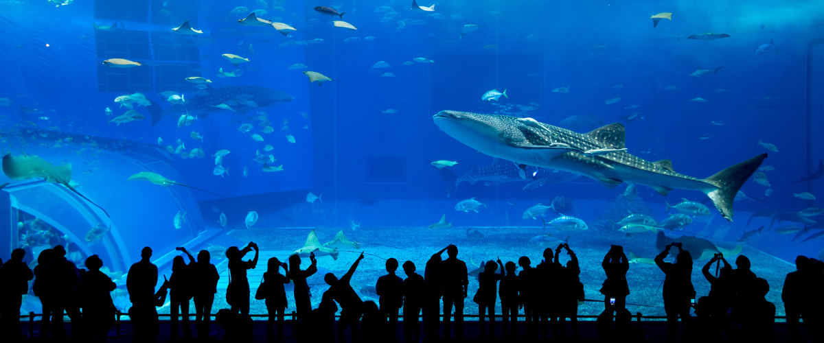 美ら海水族館や備瀬のフクギ並木を巡る沖縄北部観光