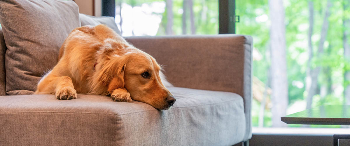 「COCO VILLA 北軽井沢 02-Dog Stay」がおすすめな人と利用シーン
