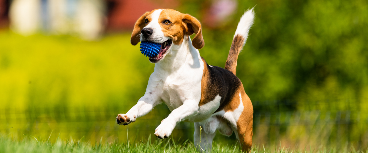 千葉県で愛犬と泊まれるサウナ付き宿を選ぶ際のポイント