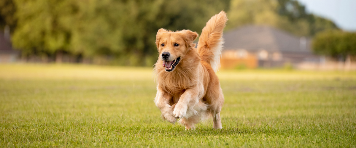 愛犬と泊まれるサウナ宿を選ぶときのポイント