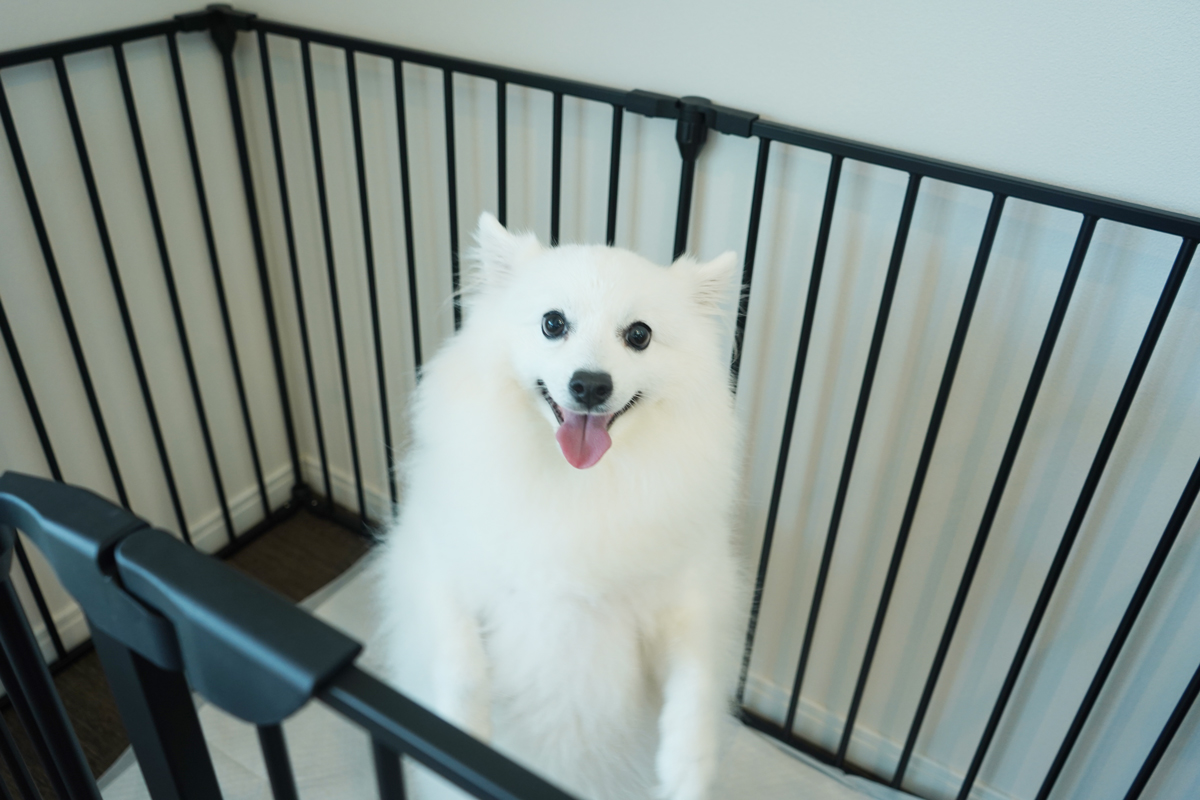 愛犬と過ごす夜のリラックスタイム