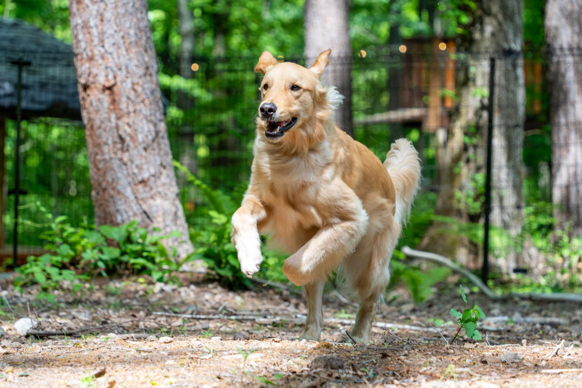愛犬と378㎡のプライベートドッグランで過ごす