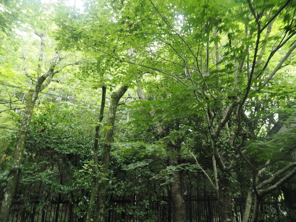 COCO VILLA 箱根仙石原 84