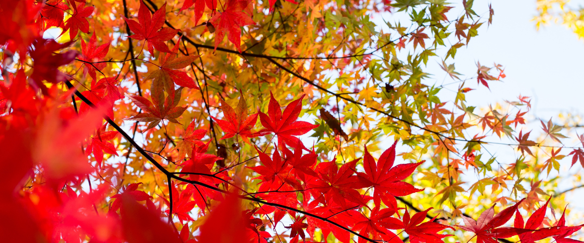 【宿泊】紅葉×サウナを楽しめるおすすめのサウナ宿10選