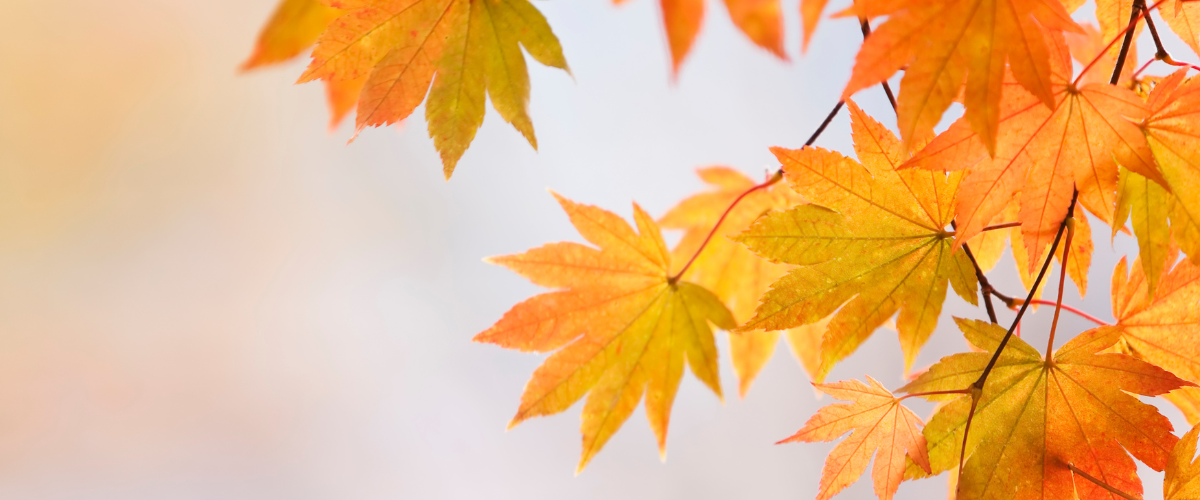 【日帰り】紅葉を眺めてととのえる日帰りサウナスポット